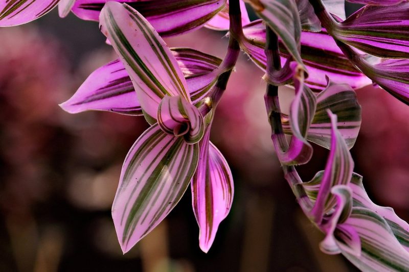 leaves, purple, stripped