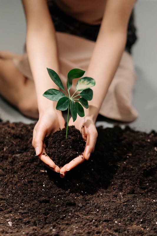 A person holds a young plant in soil, symbolizing new growth and nurturing hands.