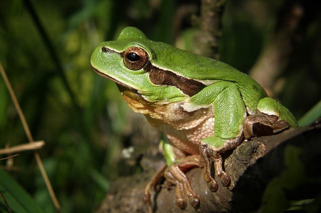 tree-frog-on branch