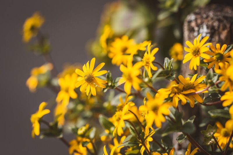 flowers, beautiful flowers, bloom