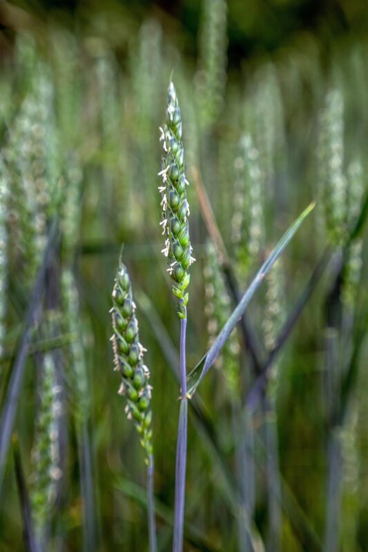 cereal, triticale, wheat, ears of corn, field, agriculture, the cultivation of, harvest, harvest festival, village, triticale, triticale, triticale, triticale, triticale, wheat, harvest festival
