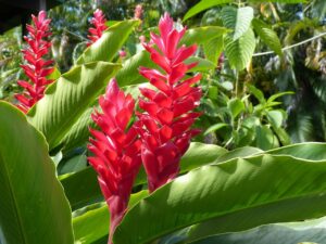 Tropical Plants Garden Ideas