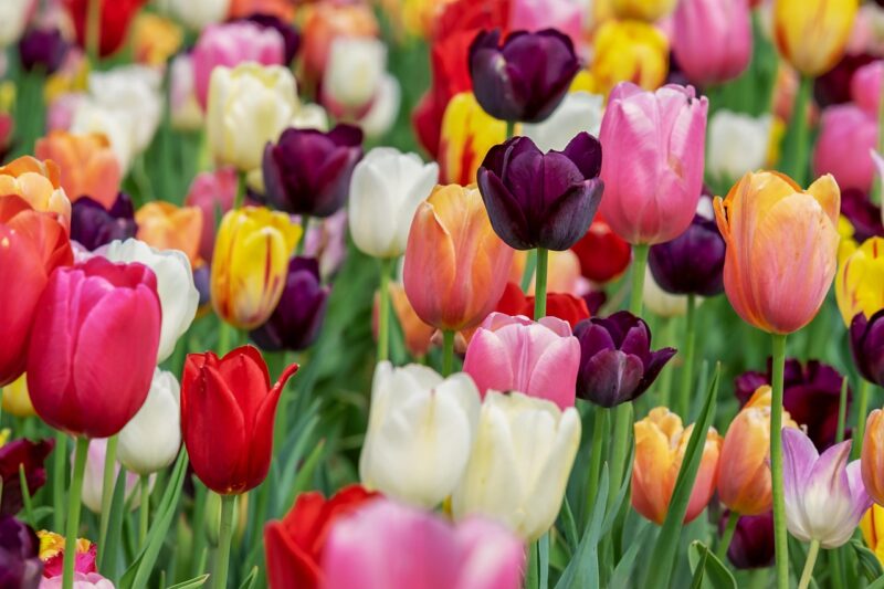 tulips, flowers, garden, tulips bloom, petals, tulips petals, tulip field, field, blossom, flora, plants, beautiful flowers, flower wallpaper, flower background, spring flowers, nature, tulips, tulips, tulips, tulips, tulips