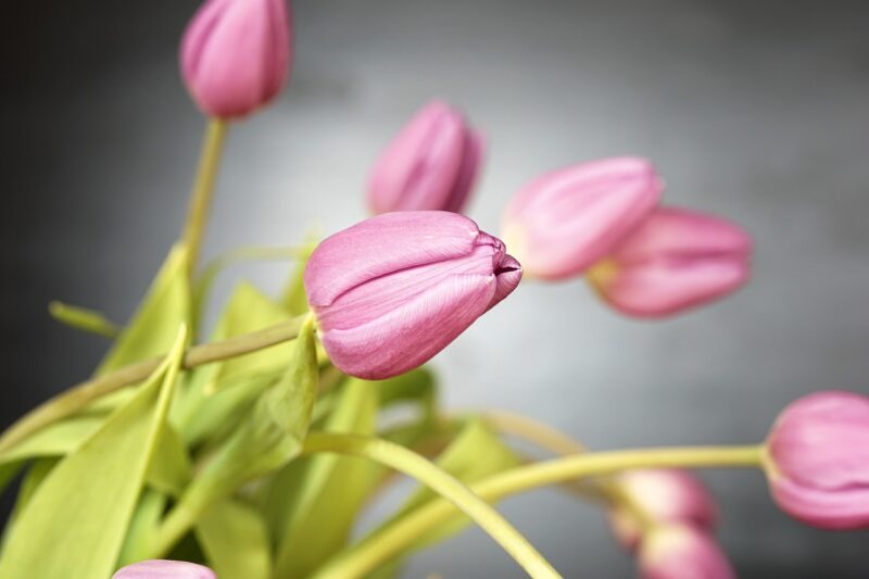 tulip, flowers, blossom