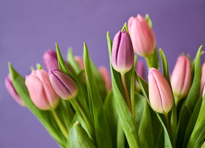 tulips, buds, flowers