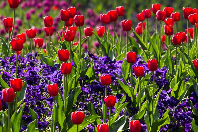 tulips, flowers, field