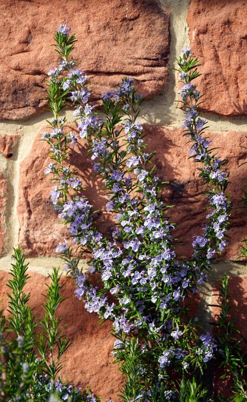 rosemary, nature, blossom