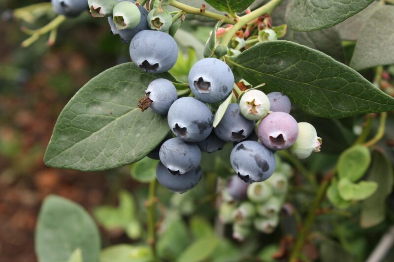 blueberry, vaccinium, exotic fruits, blueberry, vaccinium, vaccinium, vaccinium, vaccinium, vaccinium