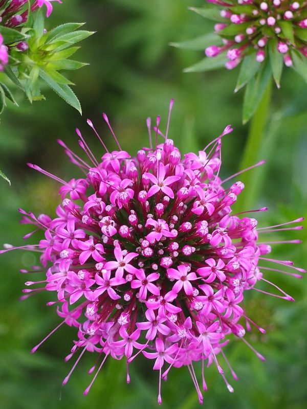 phuopsis stylosa, valerian face, starflowers