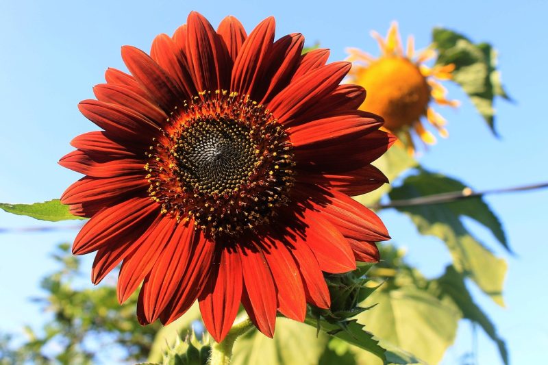 velvet queen, sunflower, plant