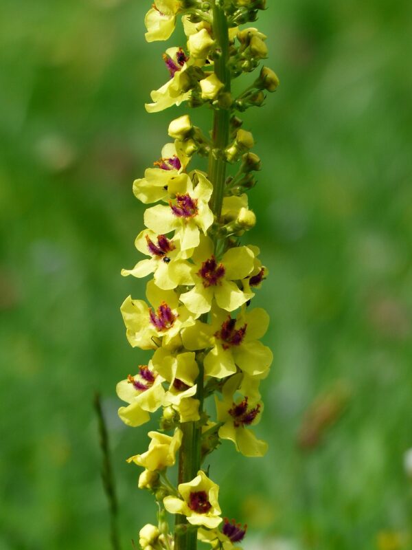 blossoms, yellow, black mullein