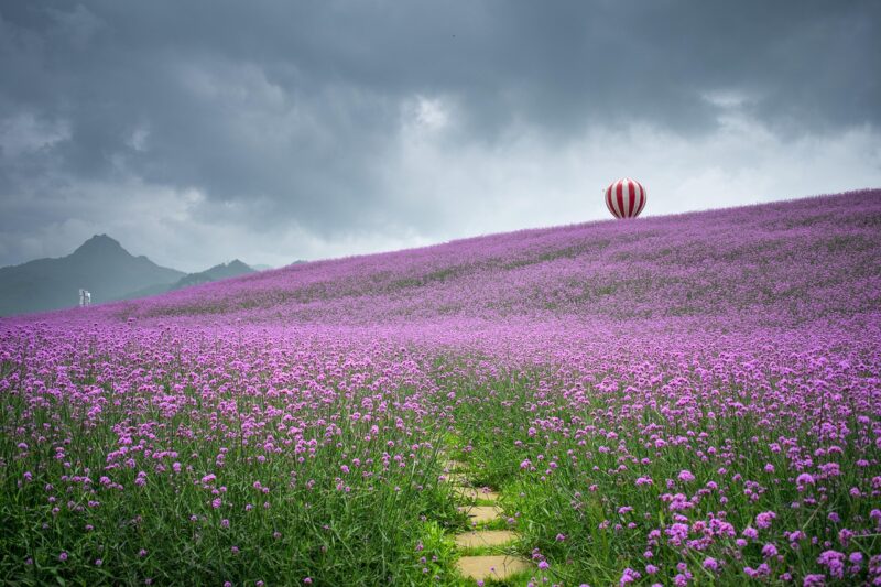 Verbena