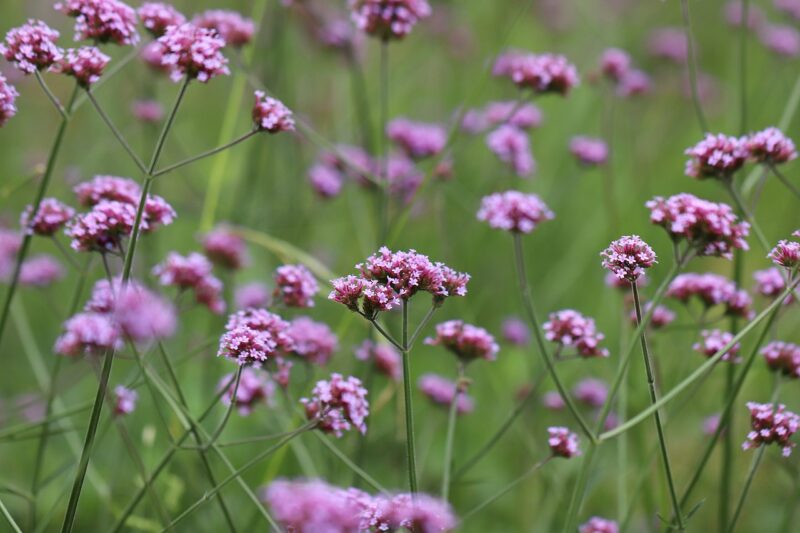 argentinian verbena, verbena bonariensis, verbena, blossoms, sea of flowers, purple, violet, multi-flowered, pointed flower, meadow, verbena bonariensis, verbena bonariensis, verbena, verbena, verbena, verbena, verbena