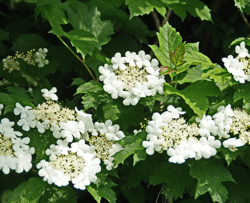 viburnum, nature, white flowers