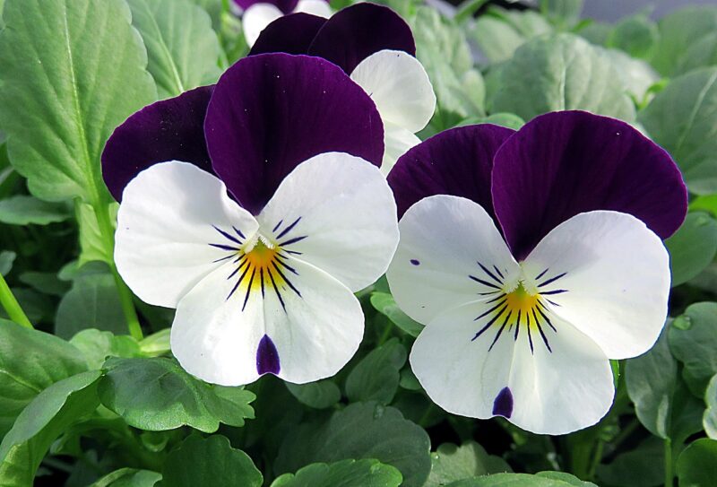 plant, flower, thought, viola, beautiful flowers, nature, white, flower wallpaper, violet, flower background, macro