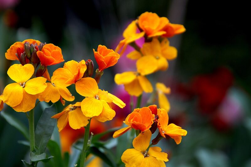 wallflower, flowers, plants, orange color, beautiful flowers, nature, scented, spring, flower background, luminous, garden, flower wallpaper, gardening, horticulture, botanical, flora