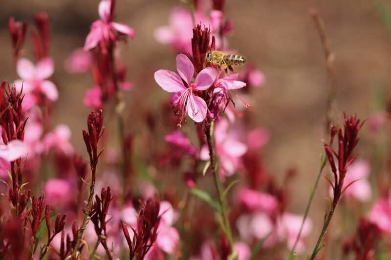 flowers, gaura, bee, honey bee, gaura lindheimeri, blossoms, insect, evening primrose, flower wallpaper, pink flowers, buds, bloom, nectar, beautiful flowers, plant, nature, gaura, flower background, gaura, gaura, gaura, gaura, bee, gaura lindheimeri