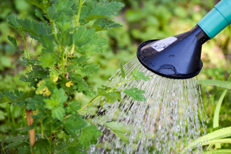 gooseberry, tree watering, shrub watering, plant watering, to water, water, gardening, garden, nature, environment, macro, plant, close up, watering can, green, white, leaf, irrigation, dryness, watering can, watering can, watering can, watering can, watering can, irrigation, irrigation