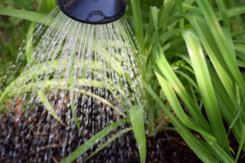 flower casting, plant watering, to water