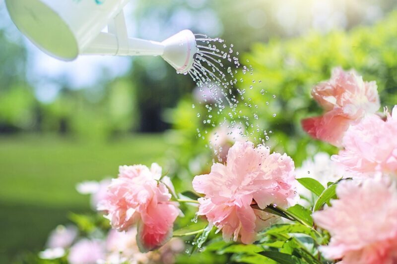 watering, flowers, peonies, pink, watering can, nature, plant, floral, garden, summer, blossoms, gardening, blooming, blossoming, sprinkling, beautiful flowers, green nature, green flower, green water, green summer, green garden, green plant, flower wallpaper, green gardening, flower background, green plants, green natural, watering can, watering can, watering can, watering can, watering can