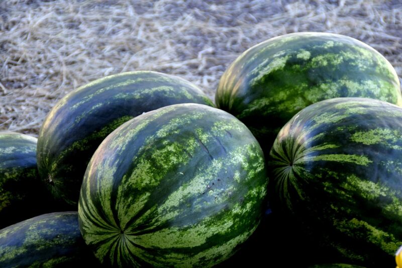 watermelon, fruit, green, watermelons, watermelon, watermelon, watermelon, watermelon, watermelon