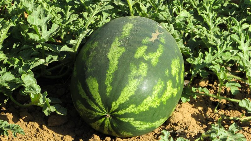 watermelon, plant, agriculture