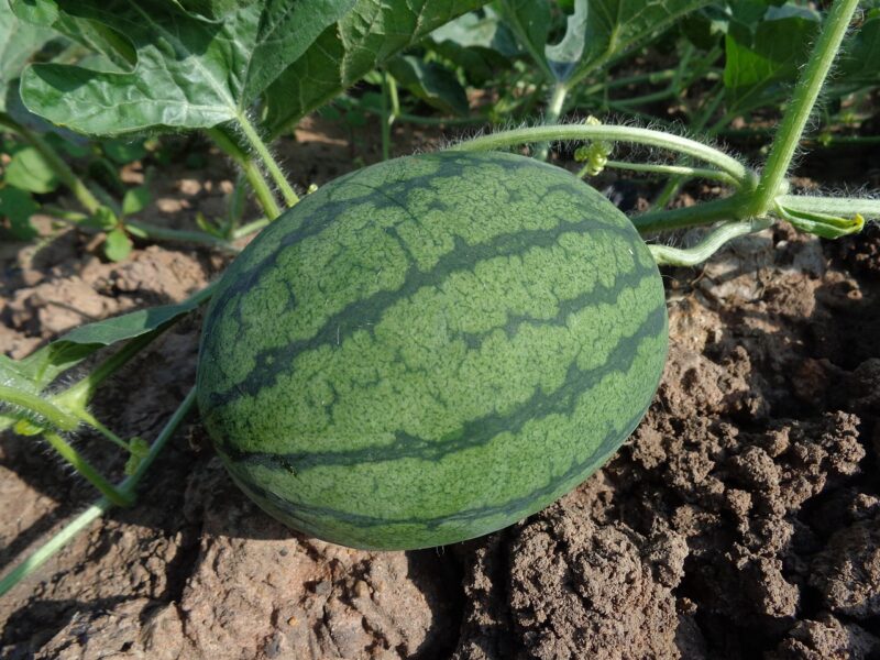 watermelon, fruit, harvest, produce, organic, garden, farm, nature, gardening, farming, plantation, agriculture, cultivation, fresh watermelon, fresh fruit, soil, watermelon, watermelon, watermelon, watermelon, watermelon