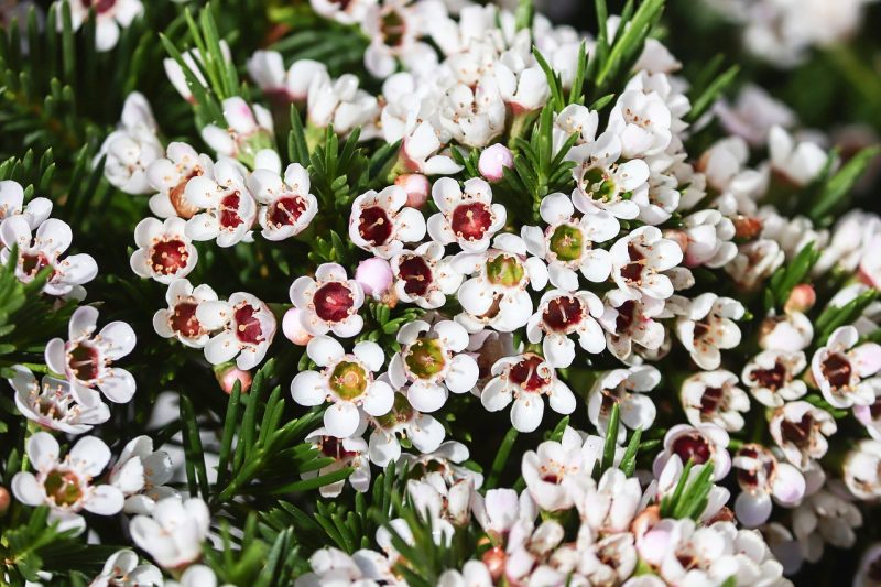 waxflower, frangipani, flower background