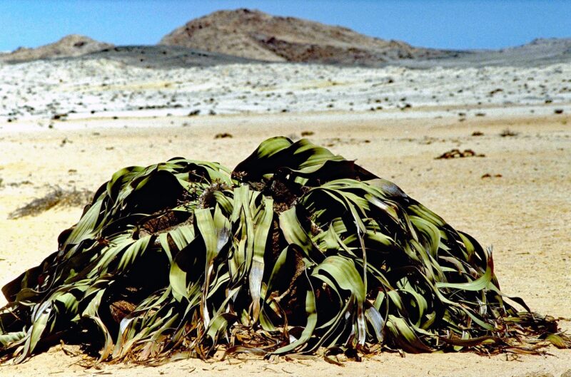 welwitschia, plant, desert