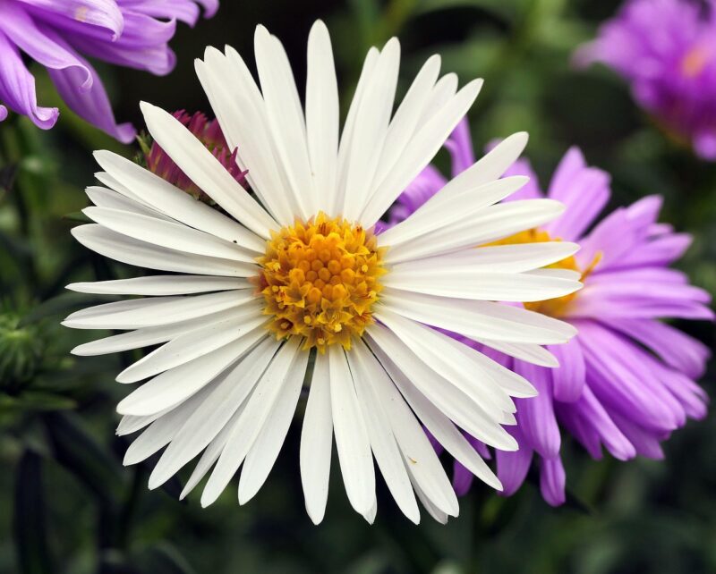 white aster, false-color, albino, shrub, blossoms, purple, early autumn, plant, garden, close up, nature, asters