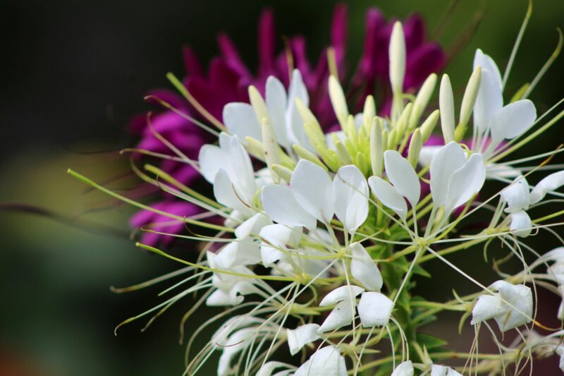 cleome, kattensnor, white, beautiful flowers, nature, flower, garden, flower wallpaper, flower background, petals