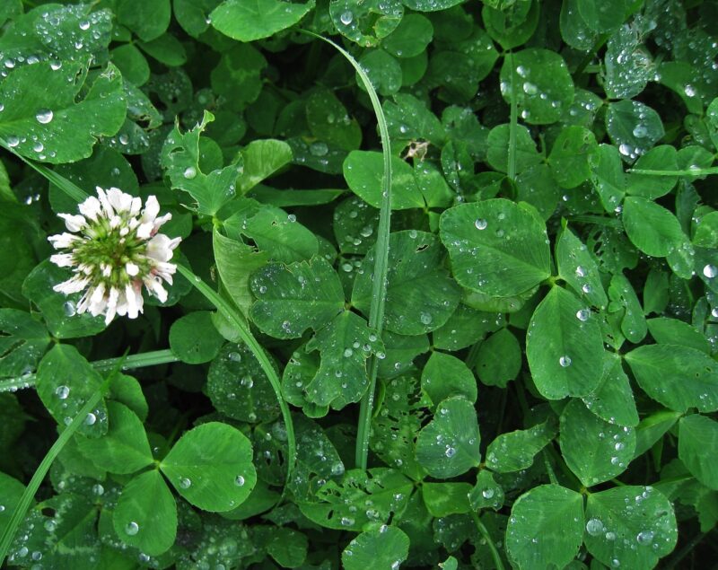 clover flower, white clover, raindrop, lucky clover, trifolium repens, herbaceous plant, nature, flowering time may, meadow clover, meadow, green, wild plant, blossom, bloom, white flower, meadow plant, pasture plant, fodder plant, growing wild, leaves, wildflower, white clover, white clover, white clover, white clover, trifolium repens, trifolium repens, trifolium repens, trifolium repens, trifolium repens