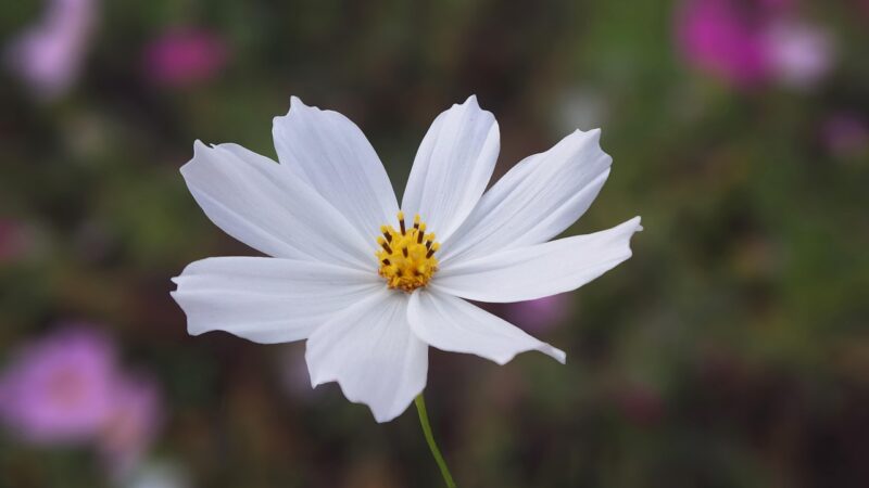 nature, flower background, flower wallpaper, white, flower, beautiful flowers, cosmos