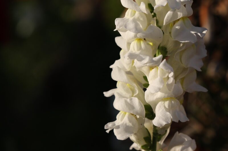 flower, snapdragon, beautiful flowers, nature, garden, white, flower background, bloom, flower wallpaper, black garden, black gardening