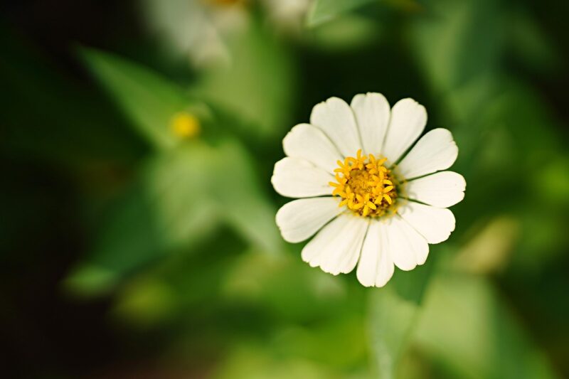 zinnia, flower, plant, beautiful flowers, zinnia elegans, flower background, flower wallpaper, white zinnia, petals, bloom, flora, nature, closeup