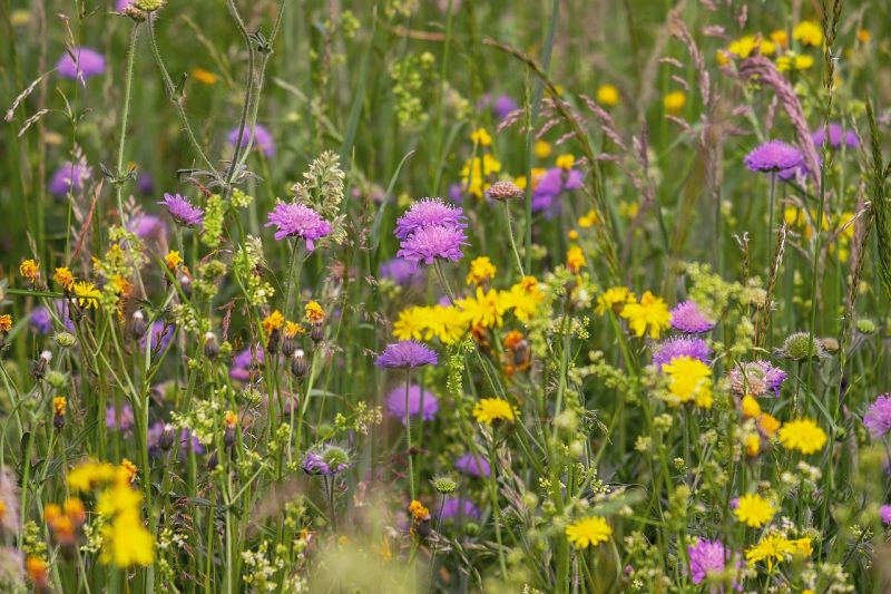 wildflower meadow, flower, arable widow flowers