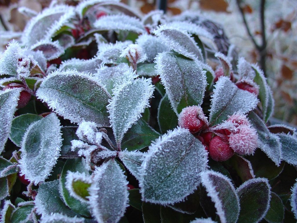 winter, frost, gaultheria