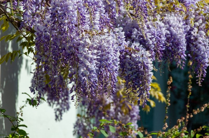 tree, plant, wisteria