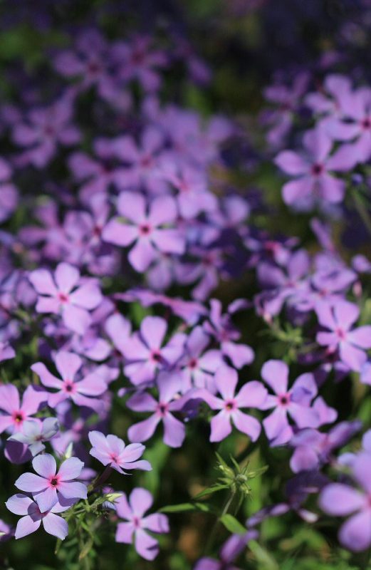 Woodland Phlox