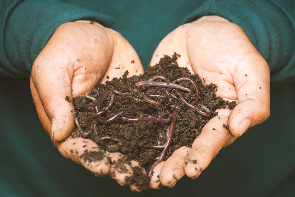 Harvesting Worm Castings