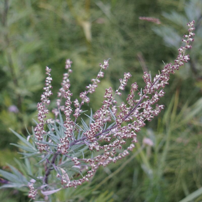 Wormwood (Artemisia absinthium)