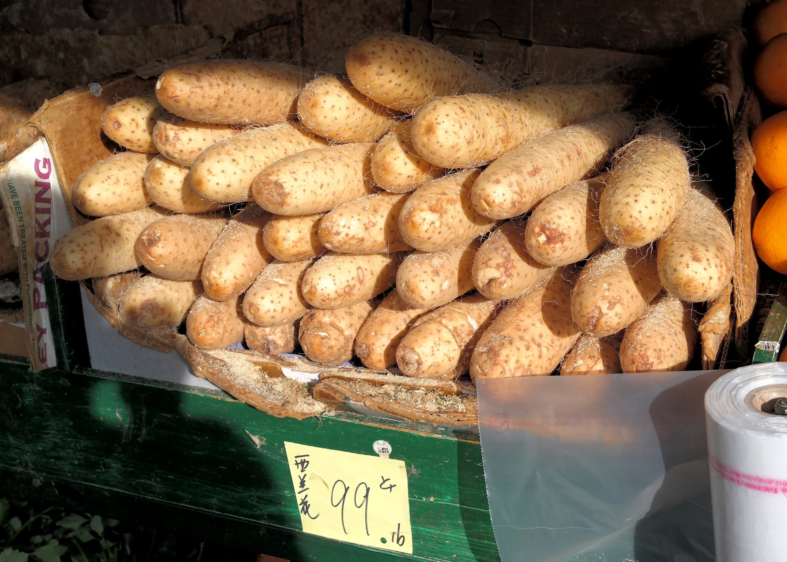 Roots of chinese yam (Dioscorea polystachya)