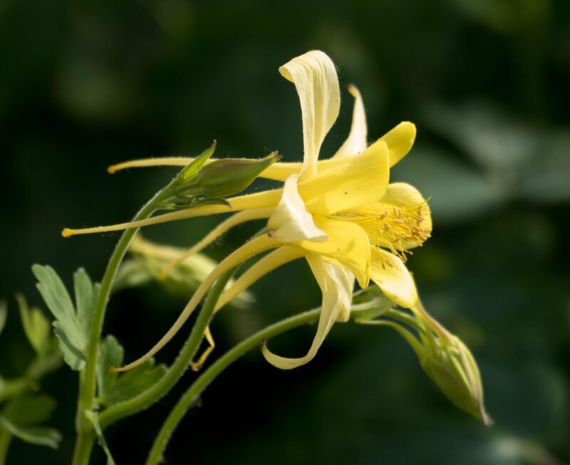 columbine, flower, yellow, close up, beautiful flowers, blossom, plant, petal, botanical, flower wallpaper, yellow flowers, macro, summer, flora, columbine, columbine, columbine, nature, columbine, columbine, flower background, flower