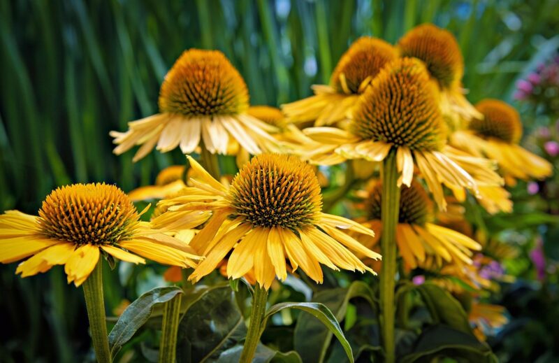 coneflower, flower, plant, yellow flower, petals, beautiful flowers, flower wallpaper, bloom, blossom, garden, nature, closeup, flower, flower background, flower, flower, flower, flower