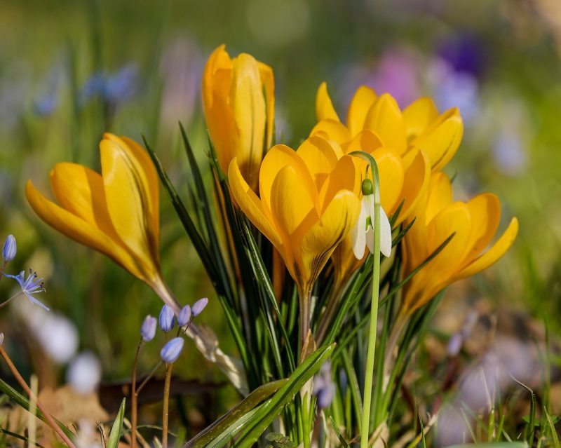 crocus, flowers, yellow flowers