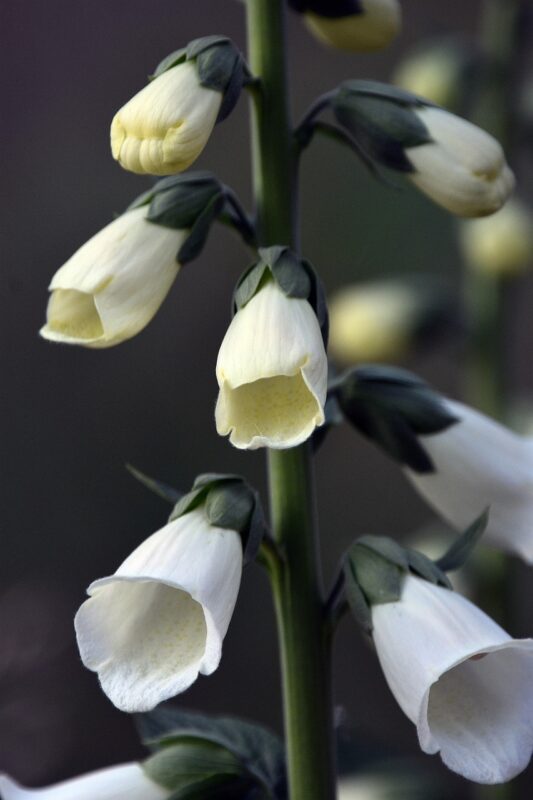 foxglove, flowers, beautiful flowers, plant, flower background, white flowers, bloom, bud, nature, garden, botany, flora, foxglove, foxglove, flower wallpaper, foxglove, foxglove, foxglove