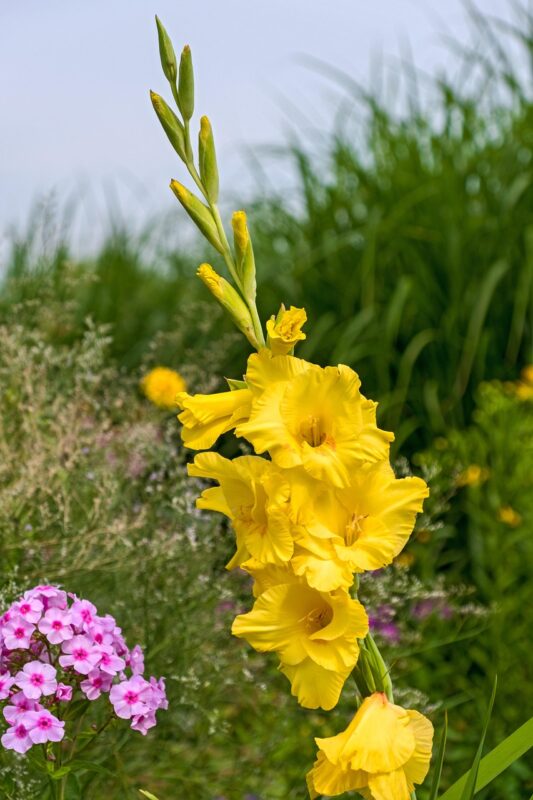 gladiolus, flower, nature, blossom, bloom, yellow, summer, flower wallpaper, bloom, garden, beautiful flowers, gladiolus, flower background, gladiolus, gladiolus, gladiolus, gladiolus