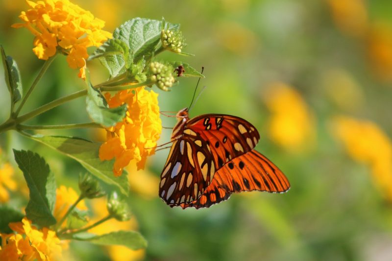 butterfly, lantana, yellow