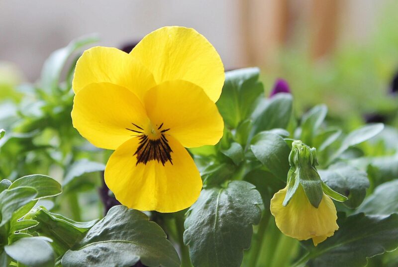 pansy, yellow, spring, nature, blossom, bloom, violet