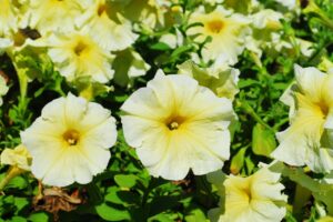 How To Deadhead Petunias